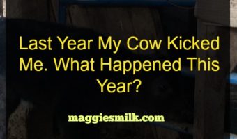 my cow kicked me