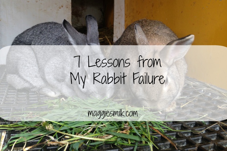 7 Lessons from My Rabbit Failure