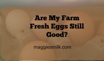 Farm fresh eggs are delicious! But if your chickens free-range and don't always lay in the coop, you need to know if those eggs are still good. Here are some quick tests to tell.